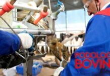 Importancia de la salud podal bovina en la rentabilidad del ganadero