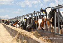 Nuevas pruebas CONAFE Noviembre 2020 + MACE y GMACE Diciembre 2020