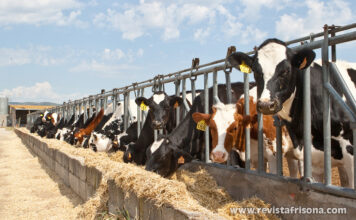 Nuevas pruebas CONAFE Noviembre 2020 + MACE y GMACE Diciembre 2020