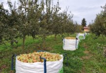 Campoastur: “Producción ecológica y biodiversidad para la pomarada del Enguilu”