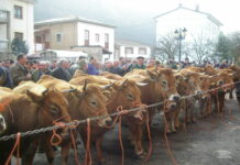 Tineo cancela la Feria de San Blas y la Feria del Perro