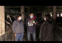 Entrevista en Ganadería Casa Jovino S.C. de Villanueva de Rañadoiro (Tineo)