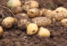 El Principado autoriza el cultivo de patata en todos los concejos asturianos