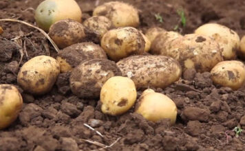 El Principado autoriza el cultivo de patata en todos los concejos asturianos