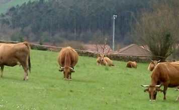 Cerca de 680.000 productores podrán presentar la solicitud única de ayudas directas de la PAC para 2021