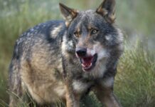 ASAJA, COAG y UPA: «Somos los ganaderos, y no el lobo, los que estamos en peligro de extinción»