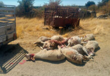 UPA: «Somos los ganaderos los que estamos en peligro de extinción»