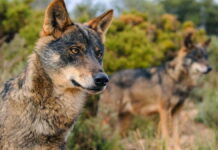 Asturias rechaza la inclusión del lobo en el Listado de Especies en Régimen de Protección Especial