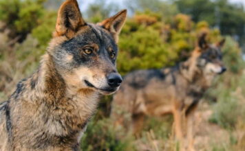 Asturias rechaza la inclusión del lobo en el Listado de Especies en Régimen de Protección Especial