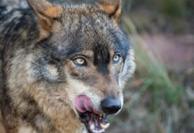 UCA exige al Gobierno que se transfieran las competencias del lobo a las Comunidades Autónomas