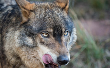 UCA exige al Gobierno que se transfieran las competencias del lobo a las Comunidades Autónomas