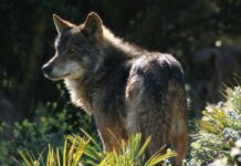 COAG exige dimisiones por traicionar a los ganaderos al extremar la protección al lobo
