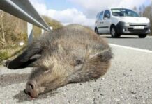 COAG Asturias ve preocupante la situación de las sociedades de cazadores del occidente asturiano