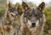 ASAJA, COAG y UPA rechazan la estrategia de gestión del lobo planteada por el Ministerio