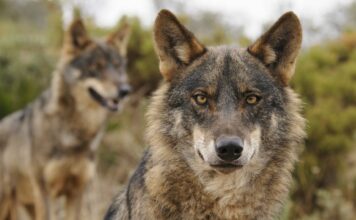 ASAJA, COAG y UPA rechazan la estrategia de gestión del lobo planteada por el Ministerio