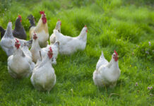 De Heus apuesta por la nutrición de precisión en su nueva gama para ponedoras