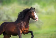 De Heus apuesta por Equifeed® como la nueva marca especializada en caballos de ocio, deporte y cría