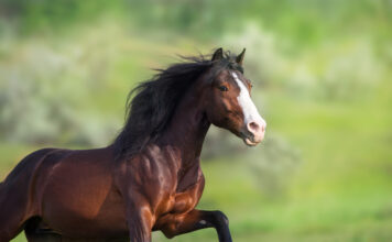 De Heus apuesta por Equifeed® como la nueva marca especializada en caballos de ocio, deporte y cría