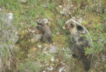 El Principado participa en el proyecto Life Osos con futuro