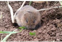 La rata topera: qué se sabe de ella y cómo controlarla