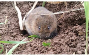La rata topera: qué se sabe de ella y cómo controlarla