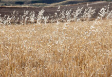 Las malas hierbas no deben condicionar la protección de los suelos