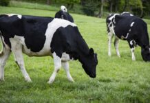 Organizaciones agrarias y Cooperativas urgen buscar soluciones a los ganaderos de leche