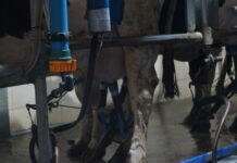 375.000 euros para el asesoramiento a explotaciones ganaderas