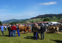 Llanera repetirá este año su ‘Programa de apoyo al sector primario’