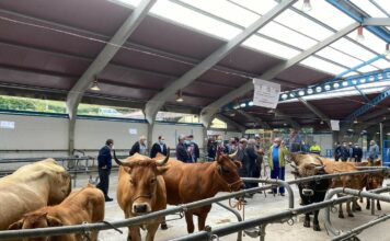 Cangas del Narcea celebrará el martes la feria de la Cruz de Mayo para profesionales