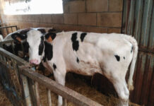 Asturias autoriza un gasto de 105 millones para las ayudas de la PAC, un 25% más que en 2020