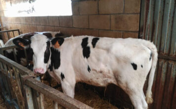 Asturias autoriza un gasto de 105 millones para las ayudas de la PAC, un 25% más que en 2020