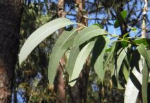 Hacia una mejor gestión de las plantaciones de eucalipto en Asturias