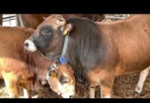 Animales de la Subasta Nacional de Asturiana de la Montaña