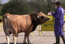 Zagal, adjudicado en 2.300 euros en la Subasta de ASEAMO