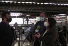 Ganadería Naredo, más de una década con Lely