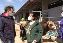 Entrevista al ganadero Ángel Merino de Caravia