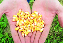 Salvaguardar el poder de una semilla