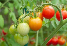 La buena preparación de la tierra, uno de los secretos para conseguir un buen huerto