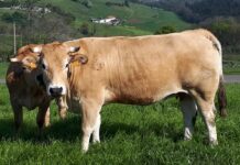 El sector cárnico asturiano muestra su rechazo a las declaraciones de Garzón sobre el consumo de carne