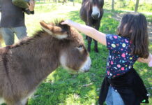 El Paraíso del Burro, respeto y amor a los animales como forma de vida