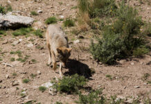 Transición Ecológica negociará un nuevo plan de gestión y control del lobo