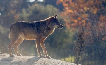 ASAJA, COAG y UPA exigen la retirada del proyecto de orden que incluye al lobo en el LESPRE o la dimisión de Ribera