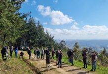 Herramientas de mejora para las plantaciones de Eucalyptus globulus en Asturias