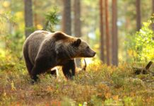 El Principado pone en marcha el programa de geolocalización de osos pardos con ejemplares habituados a la presencia humana