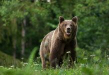 Expertos de la Consejería califican de fortuito el ataque del oso a la mujer de Sonande