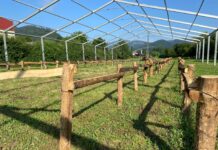 Todo preparado en Pravia para la tercera edición de su concurso local de ganado