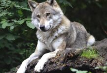 UCA presenta alegaciones al proyecto de orden ministerial que incluye al lobo en el LESPRE