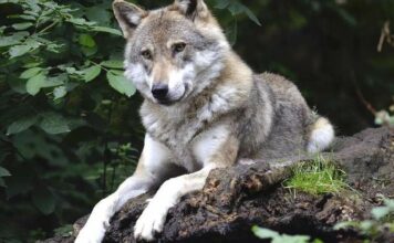 UCA presenta alegaciones al proyecto de orden ministerial que incluye al lobo en el LESPRE