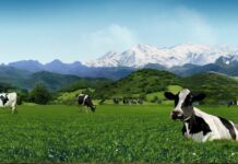 El Principado solicita la declaración de Asturias como zona libre de tuberculosis bovina